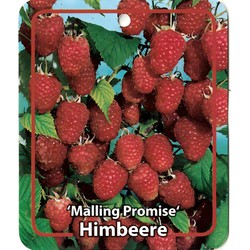 Rubus Idaeus Malling Promise - Oosterik Home