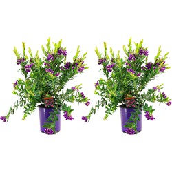 Polygala myrtifolia - Set van 2 - Vleugeltjesbloem - Pot 14cm - Hoogte 35-50cm