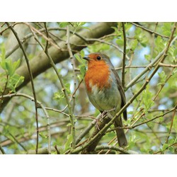 Roodborst 70x50cm Tuinschilderij