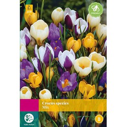 3 stuks Crocus Botanisch mix 40 bollen