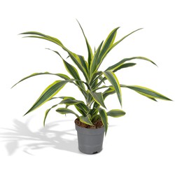 Hello Plants Dracaena Fragrans Lemon Lime Drakenboom - Ø 17 cm - Hoogte: 40 cm - Palm Kamerpalm