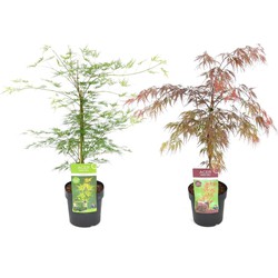 Acer palmatum 'Garnet', 'Emerald Lace' - Mix van 2 - Pot 19cm - Hoogte 60-70cm