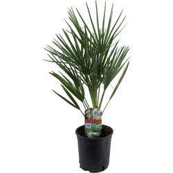 Chamaerops Humilis - Europese Dwergpalm - Pot 15cm - Hoogte 50-60cm