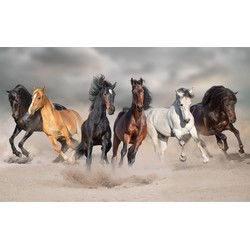 Dieren poster galopperende paarden in het zand - 84 x 52 cm - Posters
