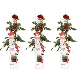 Hello Plants Rosa Crazy in Love Red Klimroos - Klimplant Rozenstruik - 3 Stuks - Ø 15 cm - Hoogte: 65 cm