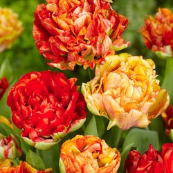 Tulipa Gudoshnik Double - Bloembollen - Set van 15 - Tulpen - Oranje
