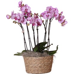 Kolibri Orchids | Complete Orchideeën set in Reed Basket | drie Melody orchideeën in rieten schaal incl. watergeefsysteem - Ø30cm