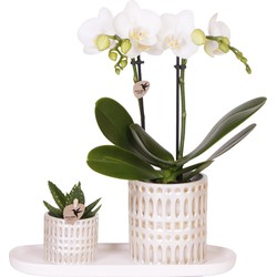 Kolibri Company | Plantenset Le Chic small | Witte Phalaenopsis Orchidee Amabilis  en Succulent incl. keramieken sierpotten op crème organisch dienblad