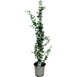 Eucalyptus 'Silver Dollar' - Winterharde Eucalyptus - ⌀19cm - Hoogte 100-110cm