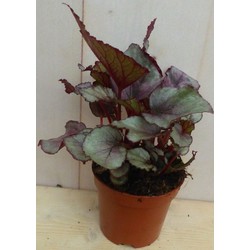 Kamerplant Mini blad Begonia Rood Begoniaceae