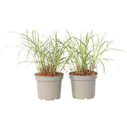 Prachtriet - Set van 2 - Miscanthus 'Red Chief' - Hoogte 40-60cm - ⌀23cm