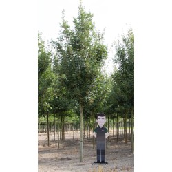 Spaanse aak volgroeid Acer campestre Huibers Elegant h 625 cm st. omtrek 22,5 cm - Warentuin Natuurlijk