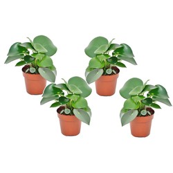 Peperomia Raindrop - Set van 4 - Pot 12cm - Hoogte 20-30cm