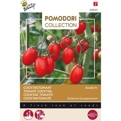 3 stuks - Pomodori ravello f1 (cocktailtomaat) - Buzzy