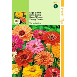 2 stuks - HT Zinnia Thumbelina laag gemengd