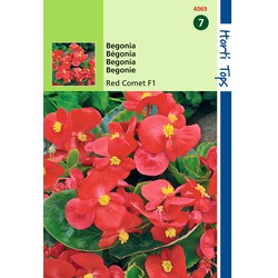 2 stuks - Begonia Semp. F1 Hybride Rode Komeet - Hortitops
