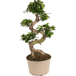 Ficus Ginseng S-Shape - Japanse Bonsai - Kamerplant - Pot 22cm - Hoogte 60-70cm