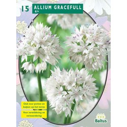 2 stuks - Allium Gracefull per 15