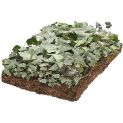 Plantenmat vasteplanten Klimop hedera prijs per 1m2 cm Covergreen