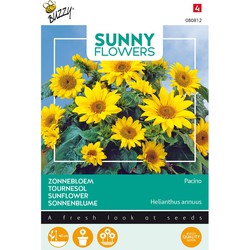 3 stuks - Seeds Sunny Flowers Sonnenblume Pacino Gold - Buzzy