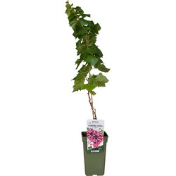 Hello Plants Vitis Pixie Cabernet Franc Blauwe Druiven - Druivenplant - Ø 19 cm - Hoogte: 65 cm