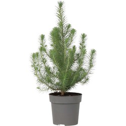 Pinus Pinea 'Silver Crest' - Parasolden - ⌀17cm - Hoogte 45-55cm