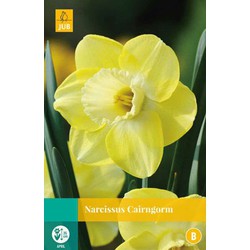 Narcissus Cairngorm