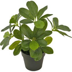 Kunstplant Schefflera 25 cm