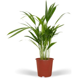Hello Plants Dypsis Lutescens - Ø 12 cm - Hoogte: 40 cm - Areca Palm Kamerpalm