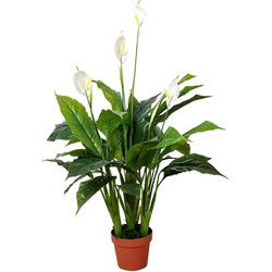 Spathiphyllum patini 105 cm