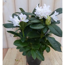 Rododendron 40 cm wit