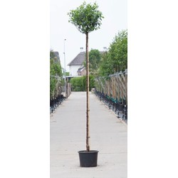 Bol sierkers Prunus em. Umbraculifera h 265 cm st. omtrek 12 cm st. h 220 cm