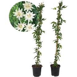 Passiflora 'Constance Elliot' XL - 2 stuks - Passiebloem - ⌀17 cm - H120 cm