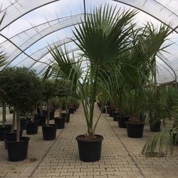 Dwergpalm Palmetto Sabal palmetto h 162,5 cm