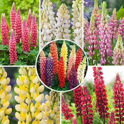 Lupinus - Mix van 20 - Lupine - Wortelstokken - Vlinderbloemen