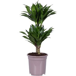 Dracaena deremensis 'Compacta' - Kamerplant - ⌀ 17 cm - Hoogte 50 tot 65cm