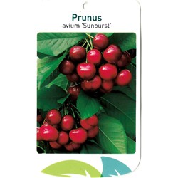 Prunus Avium Sunburst - Oosterik Home