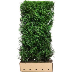 Kant & klaar haag Thuja plicata Martin 200 x 100 cm breed