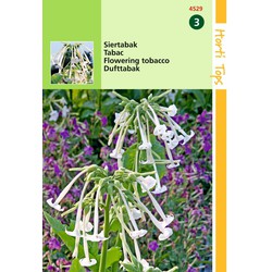 2 stuks - Nicotiana Sylvestris wit