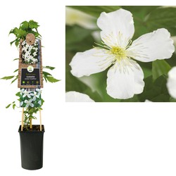 3 stuks - Klimplant Clematis montana Grandiflora 75 cm - Van der Starre