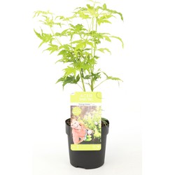 Hello Plants Acer Palmatum Going Green Japanse Esdoorn - Struik, Sierheester - Ø 10.5 cm - Hoogte: 20 cm