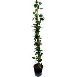 Lonicera Heckrotti American Beauty - Kamperfoelie - Pot 17cm - Hoogte 110-120cm