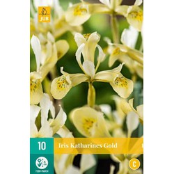 Iris katharines gold