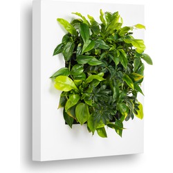 Levende Plantenschilderij LivePicture 1 wit 72 x 72 x 7 cm incl. planten - Mobilane