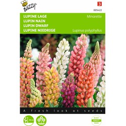 2 stuks - Lupinus polyphyllus Russel s Minarette Gemengd