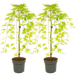 Acer palmatum 'Cascade Gold' - x2 - Japanse esdoorn - Hoogte 80-90cm - Pot 19cm