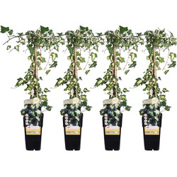 Hello Plants Hedera Helix Goldheart Kleinbladige Klimop - Klimplant - 4 Stuks - Ø 15 cm - Hoogte: 65 cm 