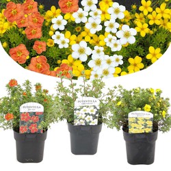 Potentilla ganzerik - Mix van 3 - Pot 17cm - 20-30cm