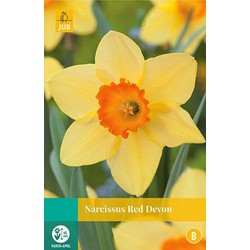 5 stuks - Narcissus Red Devon 4 bollen