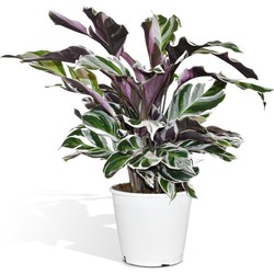 Hello Plants Calathea White Fusion Pauwenplant - Ø 14 cm - Hoogte: 40 cm - Kamerplant